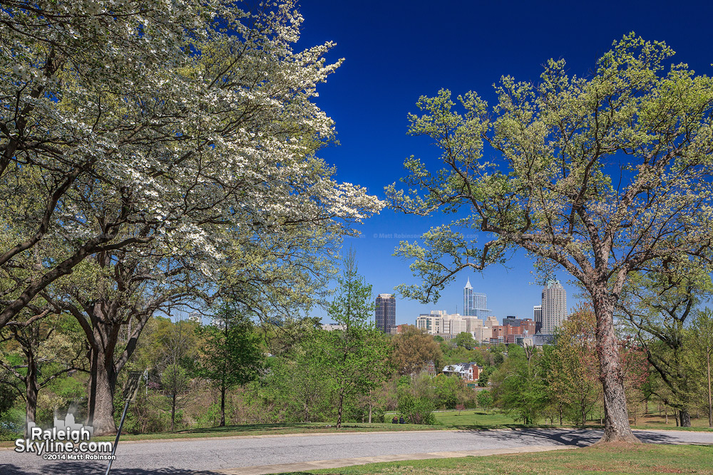 Clear sunny day with flowering trees and the Downtown Raleigh Skyline 2014