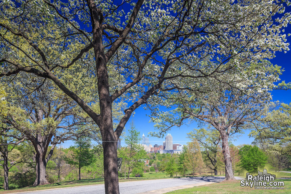 Dogwood tree with downtown Raleigh in the spring