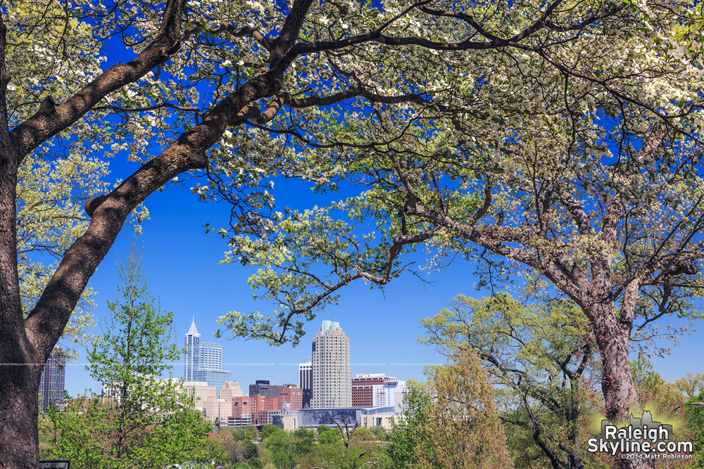 Raleigh Skyline in the spring of 2014