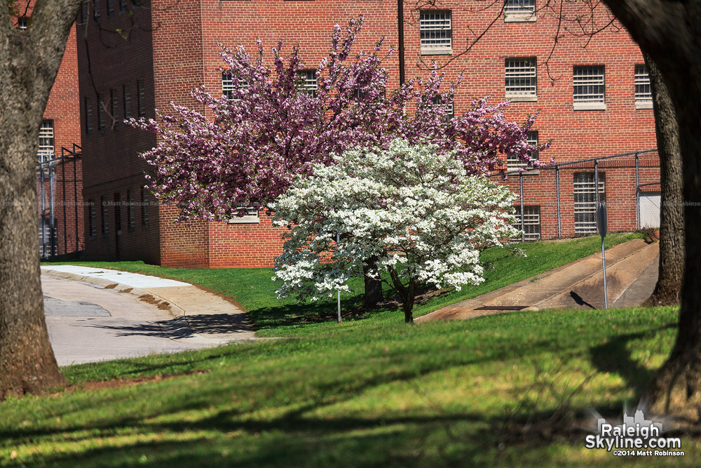 Pink and white flowering trees in Raleigh