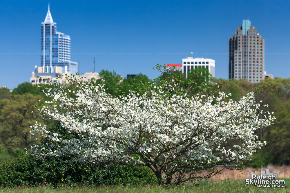 Flowering tree with downtown Raleigh