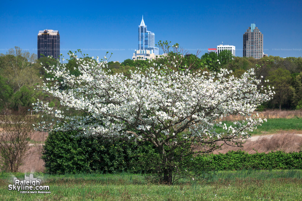 White blooming tree with downtown Raleigh