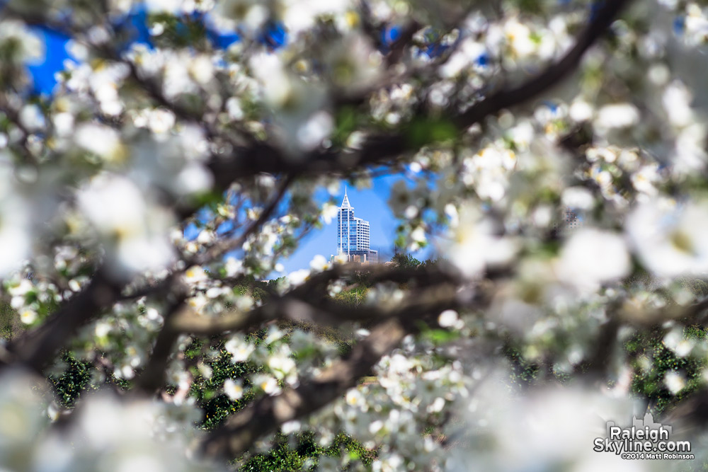 PNC Plaza seen through flowering tree blossoms