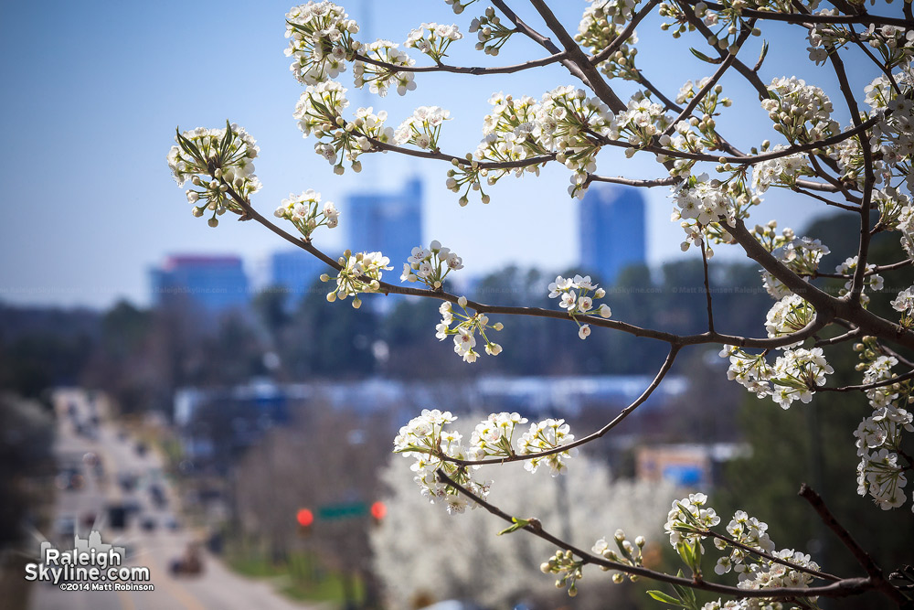 Bradford Pear blooming with Raleigh Skyline