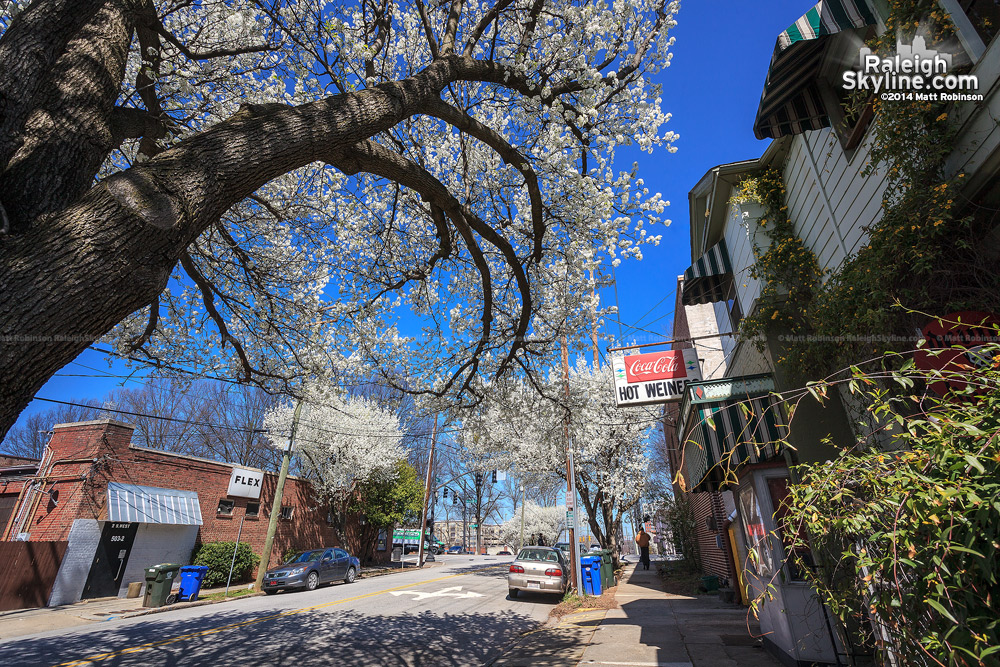 Bradford Pear blooms and the Roast Grill