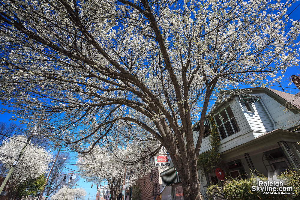 Bradford Pear blooms along West Street in Raleigh