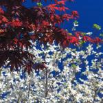 Red Japanese Maple and White Dogwood Blooms