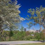 Clear sunny day with flowering trees and the Downtown Raleigh Skyline 2014