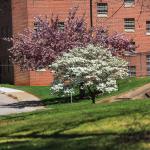 Pink and white flowering trees in Raleigh