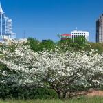 Flowering tree with downtown Raleigh