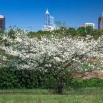 White blooming tree with downtown Raleigh