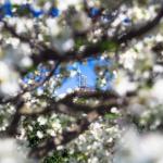 PNC Plaza seen through flowering tree blossoms