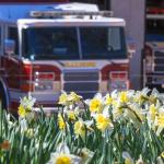 Raleigh firetrucks and Daffodils at Nash square