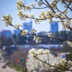 Bradford Pear blooming with Raleigh Skyline