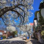 Bradford Pear blooms and the Roast Grill