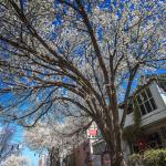 Bradford Pear blooms along West Street in Raleigh