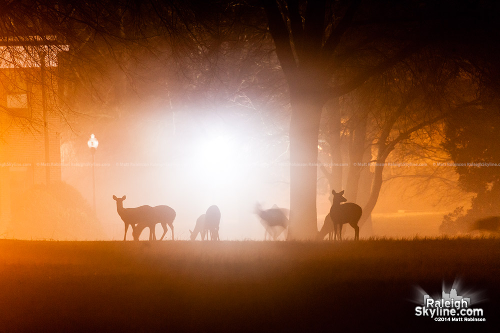 Deer in the fog at Dorothea Dix Raleigh