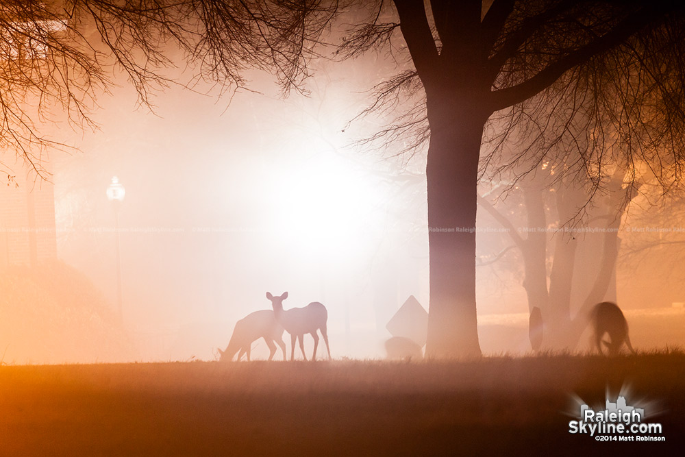 Deer in the fog at Dorothea Dix Raleigh
