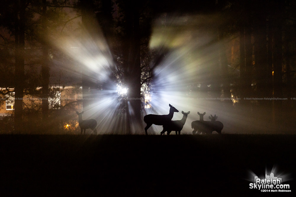 Light rays through the fog with deer silhouettes at Dorothea Dix Raleigh