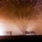 Deer in the fog at Dorothea Dix Raleigh