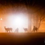 Deer in the fog at Dorothea Dix Raleigh