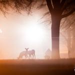 Deer in the fog at Dorothea Dix Raleigh