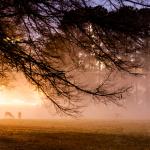 Trees silhouettes and fog