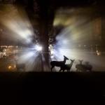 Light rays through the fog with deer silhouettes at Dorothea Dix Raleigh