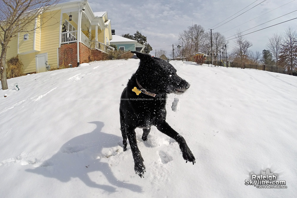 Beau catching Snowballs