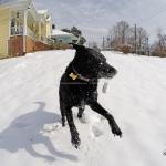 Beau catching Snowballs