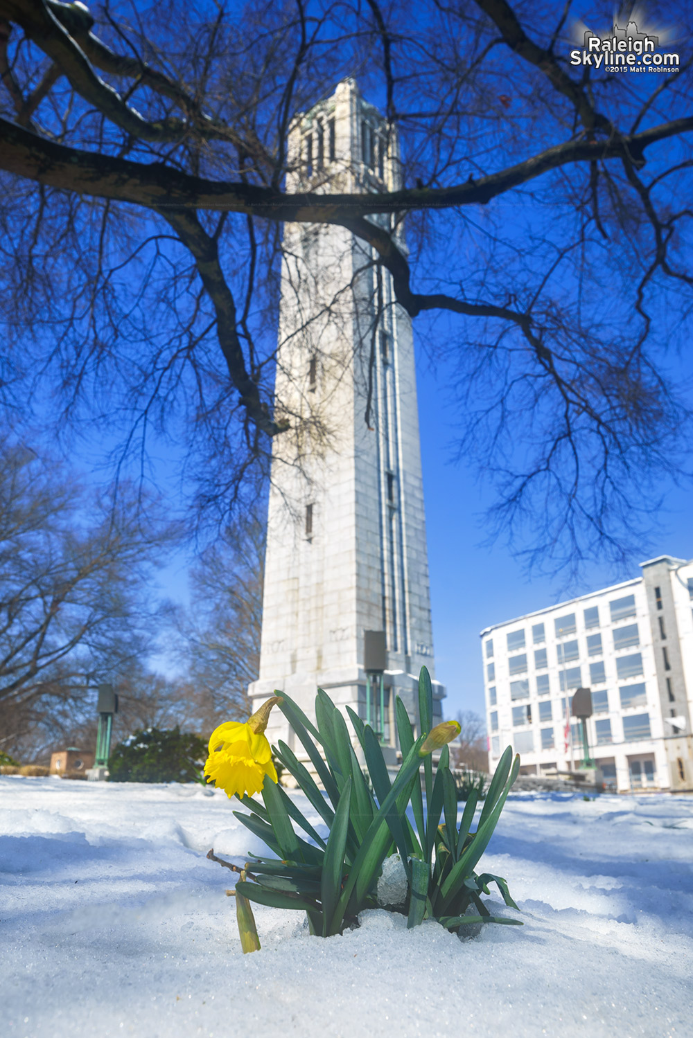 Daffodil rises in the snow with NCSU Bell Tower