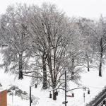 View of Moore Square Trees in the snow