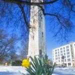 Daffodil rises in the snow with NCSU Bell Tower