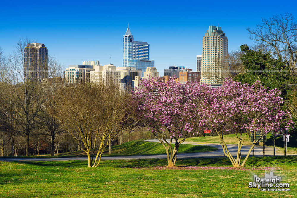 Raleigh skyline in the spring 2015 from Dorothea Dix