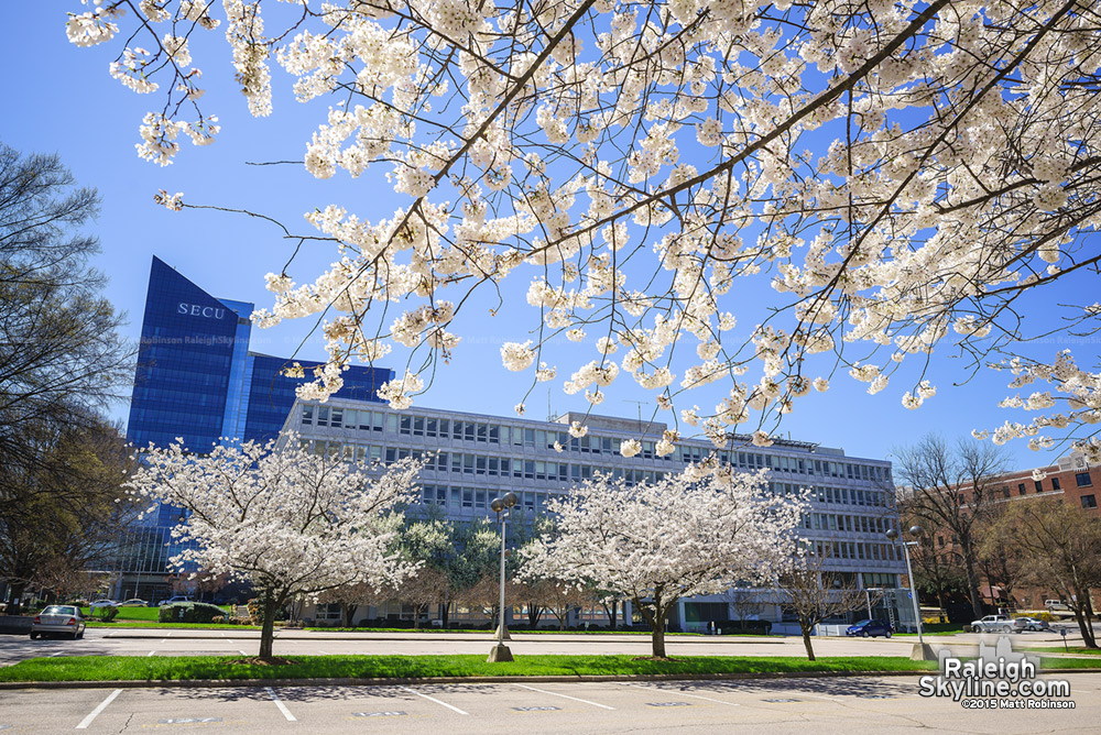 Cherry Blossom and SECU Headquarters