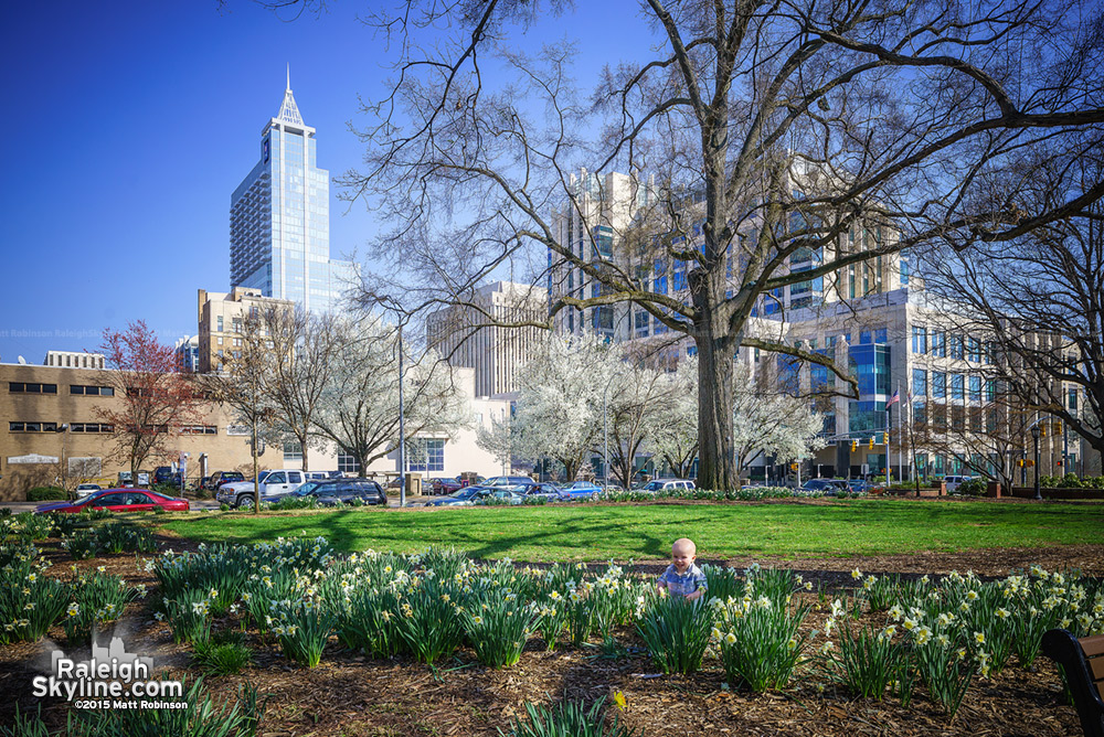 Daffodils blooming at Nash Square with PNC Plaza 