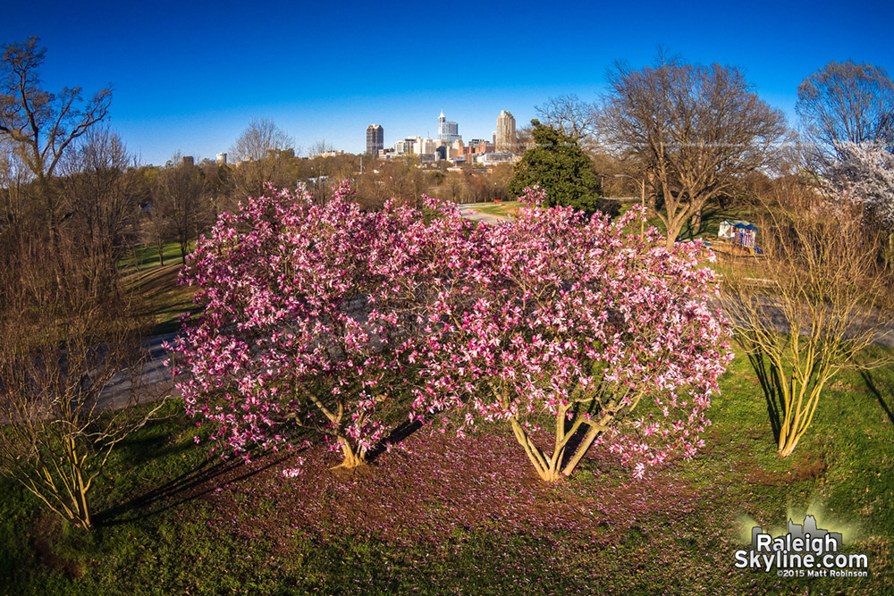 Aerial of blooming Saucer Magnolias and Downtown Raleigh