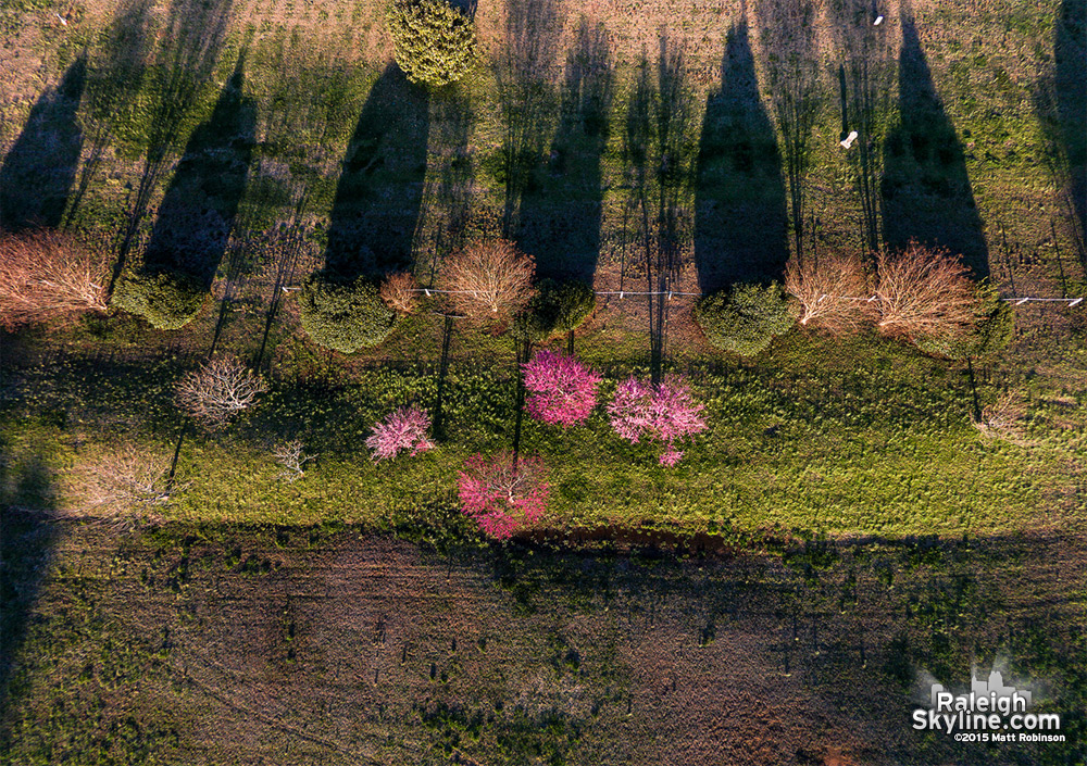 Overhead of flowering trees