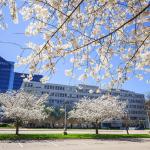 Cherry Blossom and SECU Headquarters