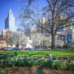 Daffodils blooming at Nash Square with PNC Plaza 