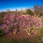 Aerial of blooming Saucer Magnolias and Downtown Raleigh