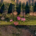 Overhead of flowering trees