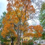 Moore Square Fall Colors