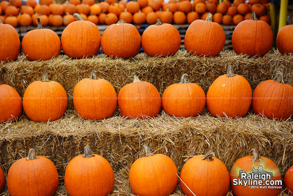 Pumpkins at the NC State Farmer's Market