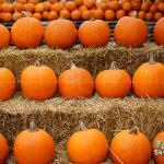 Pumpkins at the NC State Farmer's Market