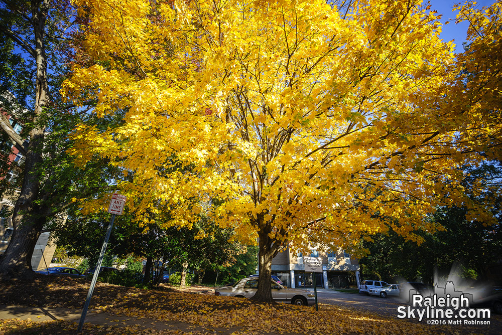 Bright Yellow tree in Glenwood South