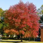 Red Tree at Dorothea Dix