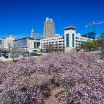 Saucer magnolias in downtown Raleigh - Spring 2016