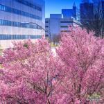 Pink flowering trees along Salisbury Street in downtown Raleigh