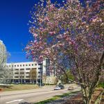 Blooming Saucer Magnolia